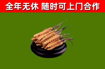 确山县回收冬虫夏草